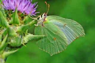 Orakkanat (Gonepteryx rhamni)