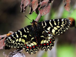 Gney Fistosu (Zerynthia polyxena)