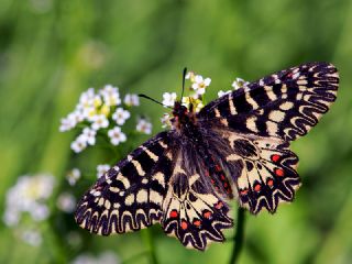 Gney Fistosu (Zerynthia polyxena)