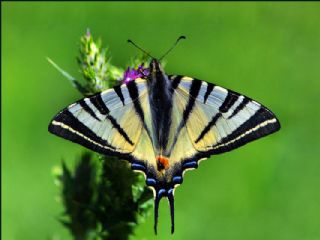 Krlangkuyruk (Papilio machaon)