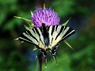 Krlangkuyruk (Papilio machaon)