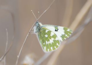 Yeni Beneklimelek (Pontia edusa)