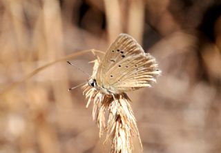 okgzl Dafnis (Polyommatus daphnis)