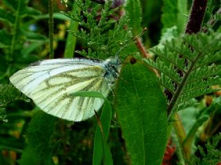 Yalanc Beyazmelek (Pieris pseudorapae)