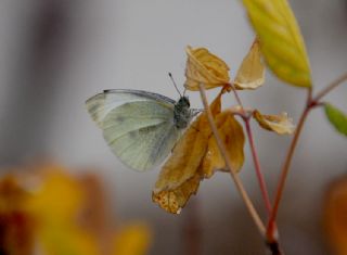 Yalanc Beyazmelek (Pieris pseudorapae)