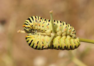 Krlangkuyruk (Papilio machaon)