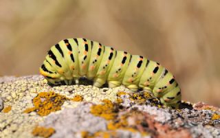 Krlangkuyruk (Papilio machaon)