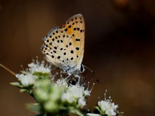 Alev Ategzeli (Lycaena kefersteinii)