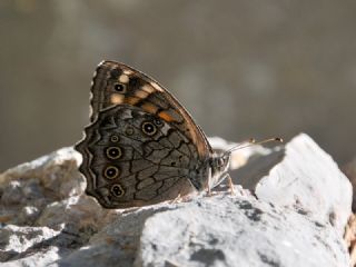 Aa Esmeri (Kirinia roxelana)