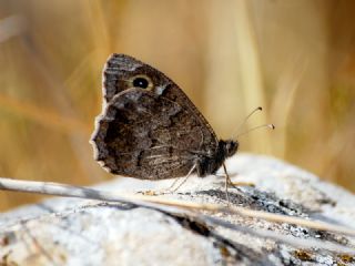 Aa Karamelei (Hipparchia statilinus)