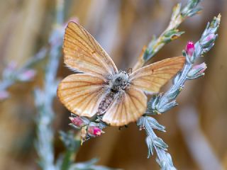 Anormal okgzl (Polyommatus admetus)