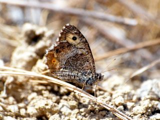 Seyit (Arethusana arethusa)