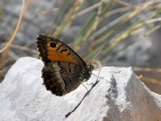 Seyit (Arethusana arethusa)