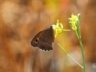 Esmerperi (Hyponephele lupina)