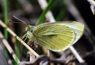 B�y�k Beyazmelek &nbsp;(Pieris&nbsp;brassicae)