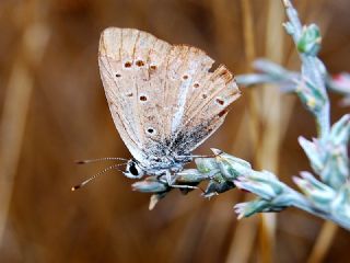 ? Agro Tr (Tanmsz) (Agrodiaetus sp.)