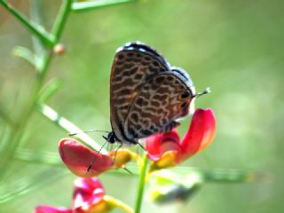 Mavi Zebra (Leptotes pirithous)