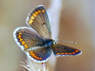 okgzl Esmer (Aricia agestis)