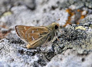 Gm Benekli Zpzp (Hesperia comma)