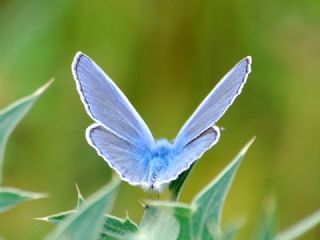 okgzl Mavi (Polyommatus icarus)