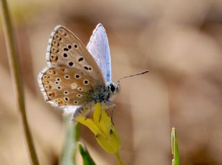 okgzl Gk Mavisi (Polyommatus bellargus)