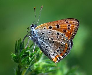 Kk Ate Gzeli (Lycaena thersamon)