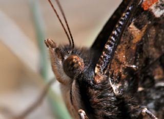 Atalanta (Vanessa atalanta)