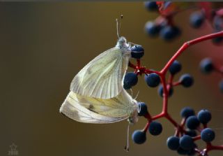 Kk Beyazmelek (Pieris rapae)