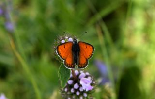 Ate Bakr Gzeli (Lycaena candens)