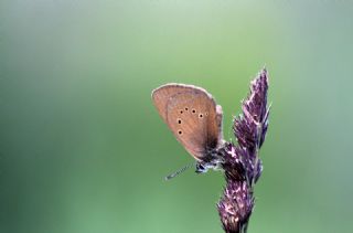 Esmer Korubeni (Phengaris nausithous)