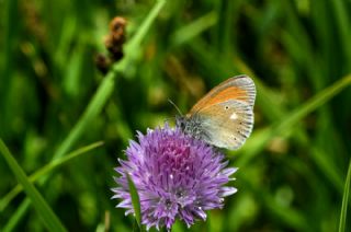 Orman Zpzp Perisi (Coenonympha glycerion)