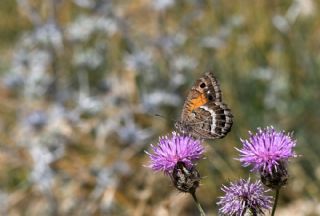 ran Pirireisi (Satyrus iranicus)