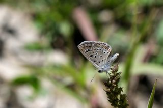 Acem okgzls (Polyommatus alcedo)