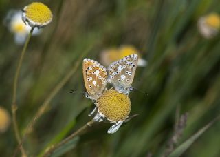 okgzl Anadolu Mavisi (Aricia crassipunctus)