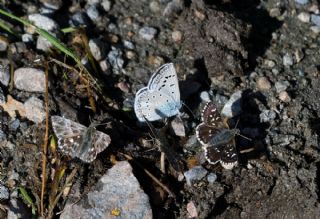 okgzl Edon Mavisi (Polyommatus aedon)