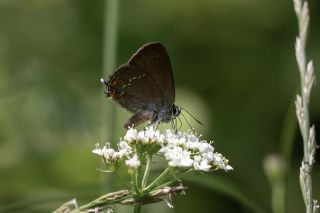 Byk Sevbeni (Satyrium ilicis)