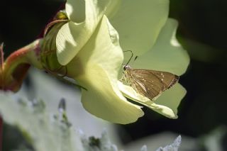 Beyaz illi Kara Zpzp (Pelopidas  thrax)