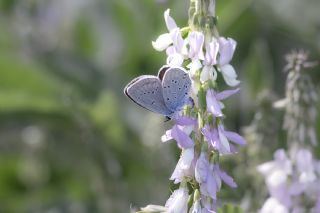 Fransz Everesi (Cupido alcetas)