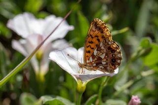 Morinci (Boloria dia)