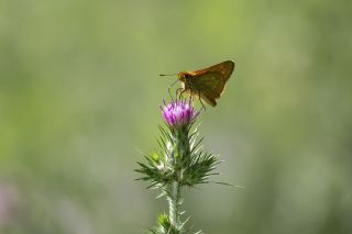 Orman Zpzp (Ochlodes sylvanus)