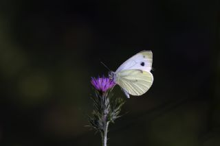 Yalanc Beyazmelek (Pieris pseudorapae)