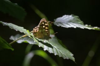 Karanlk Orman Esmeri (Pararge aegeria)