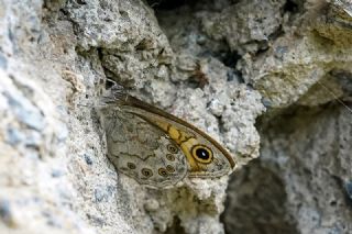 Esmerboncuk (Lasiommata maera)