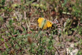 Sar Azamet (Colias croceus)