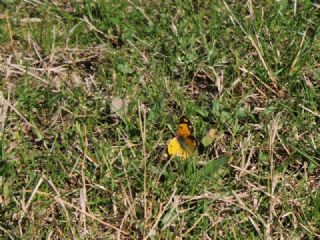 Sar Azamet (Colias croceus)