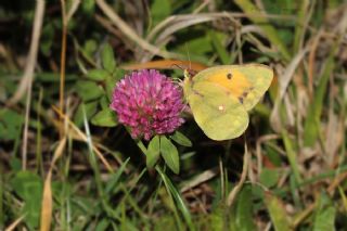 Sar Azamet (Colias croceus)