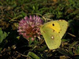 Sar Azamet (Colias croceus)