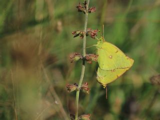 Sar Azamet (Colias croceus)