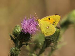 Sar Azamet (Colias croceus)