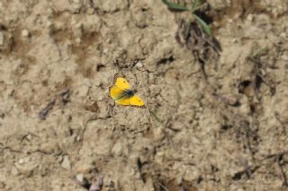 Sar Azamet (Colias croceus)